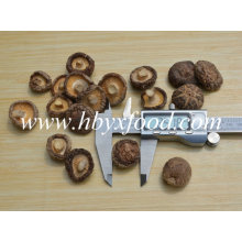 Vários tamanhos de boa qualidade secos Shiitake Mushroom